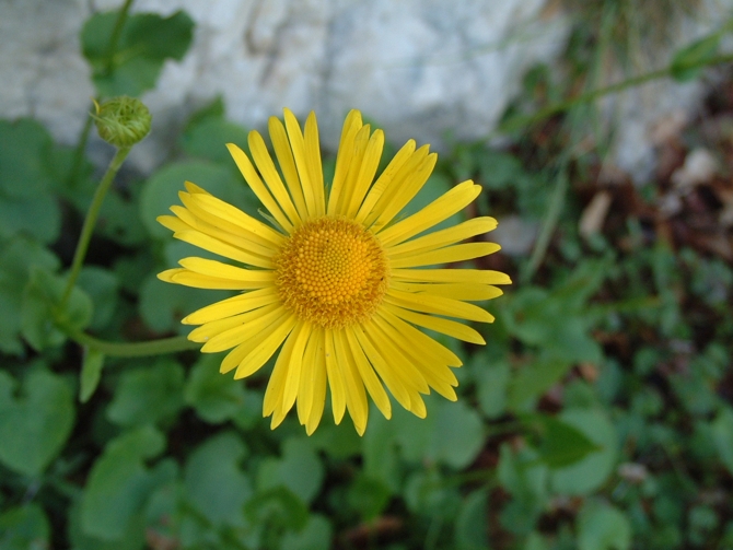 Margherite per Margherita (Ametista)